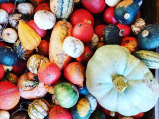 Oktober bij FrankenFruit – prachtige pompoenen, appels, en peren