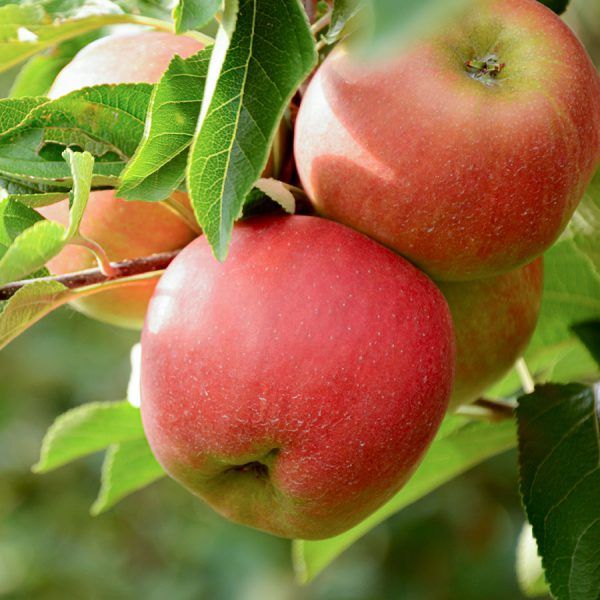 Appels: Elstar (1kg)
