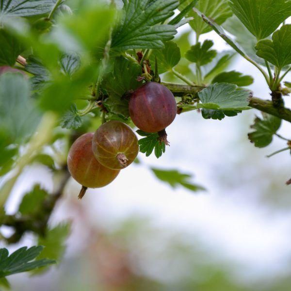 Kruisbessen (250g)