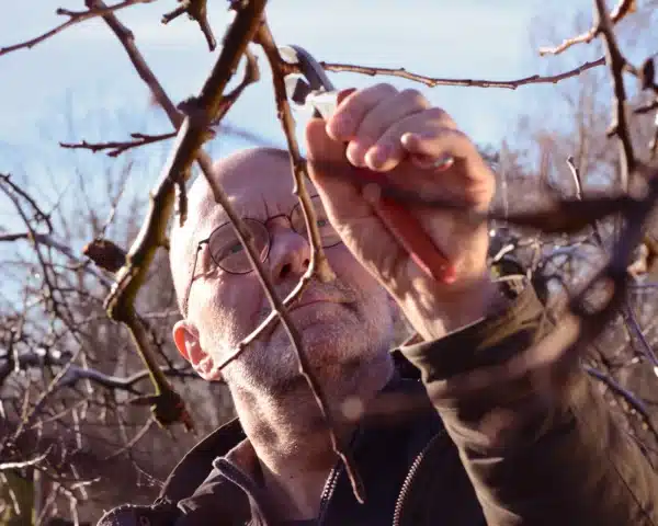 Cursus fruitbomen snoeien (ochtend)